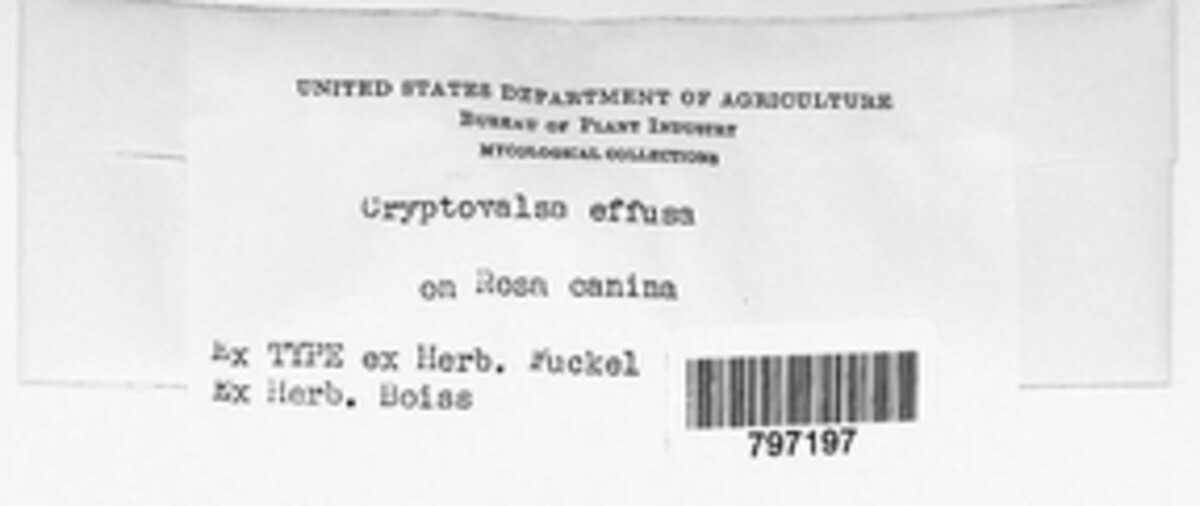 Cryptovalsa effusa image